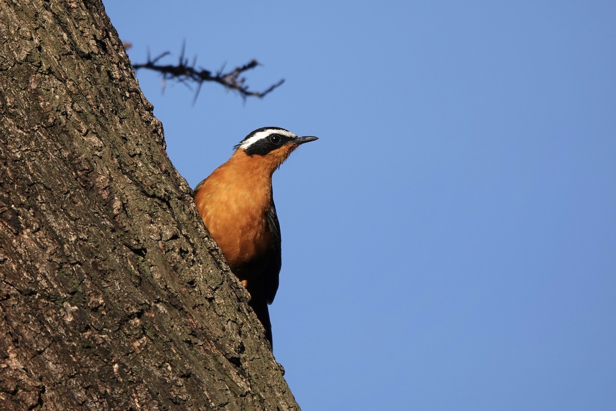 Золотокіс білобровий - ML647873671