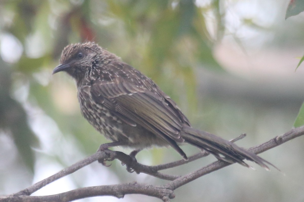 Медолюб-сережник східний - ML647873672