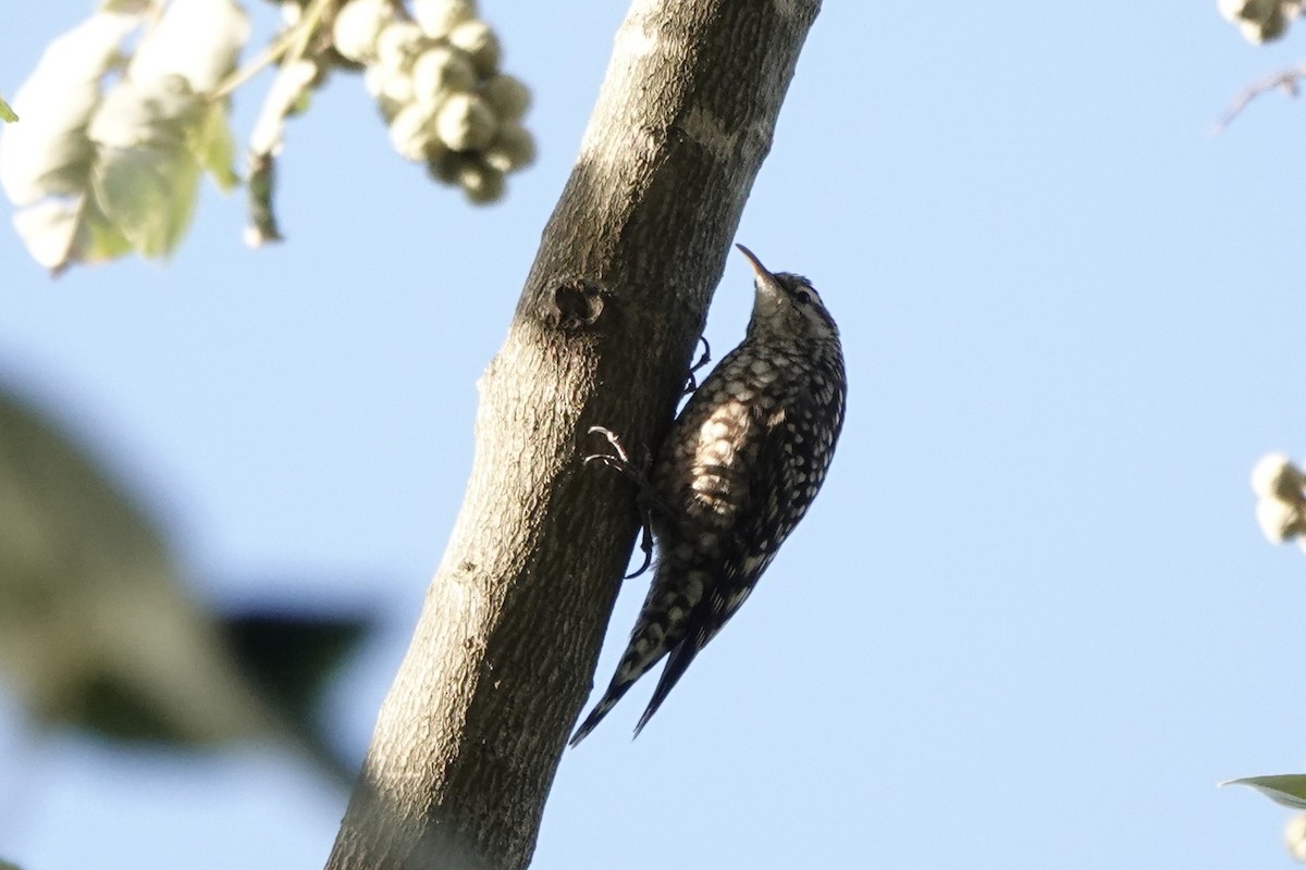 Гримперія африканська - ML647873676