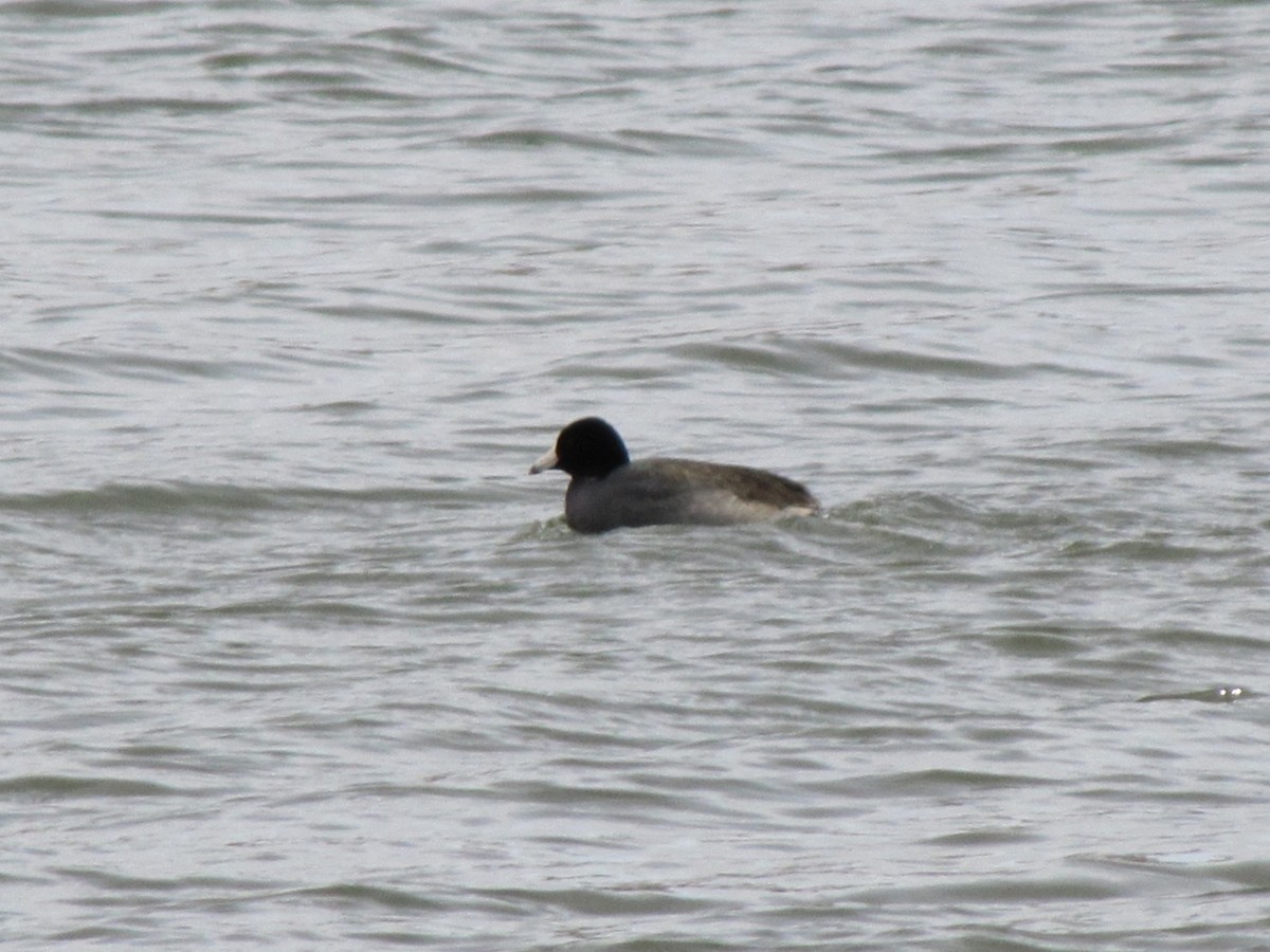 Лиска американська - ML647873677