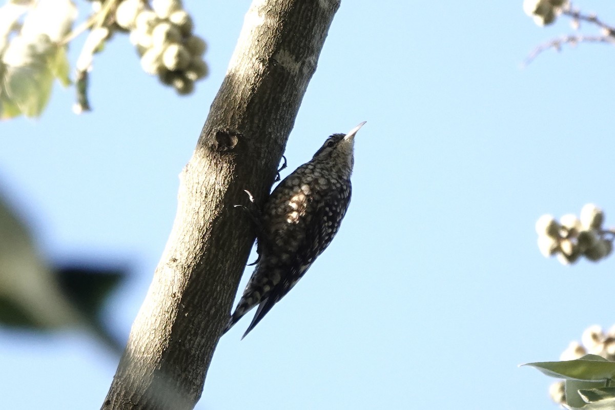 Гримперія африканська - ML647873678