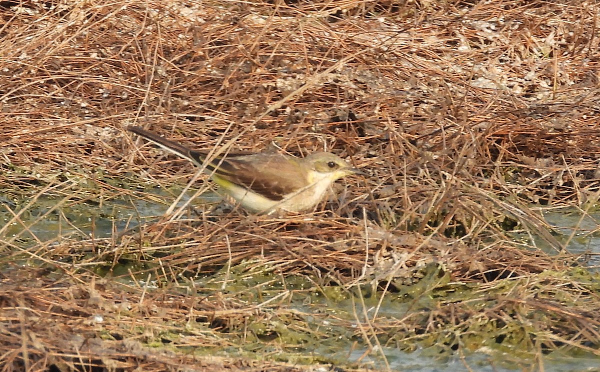 Плиска жовта - ML647873679