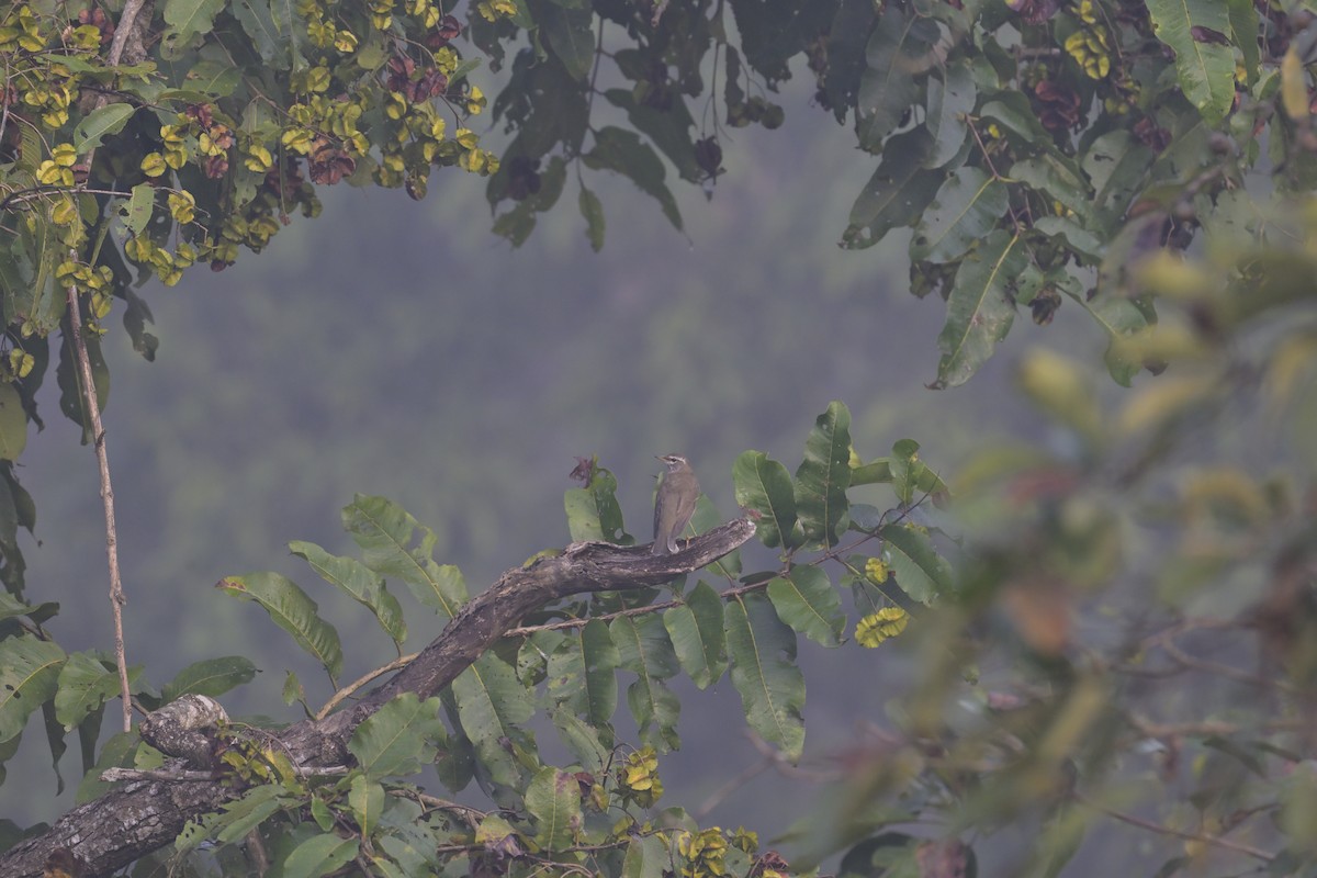 Дрізд вузькобровий - ML647873680