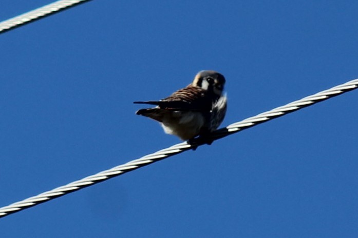 Боривітер американський - ML647873681