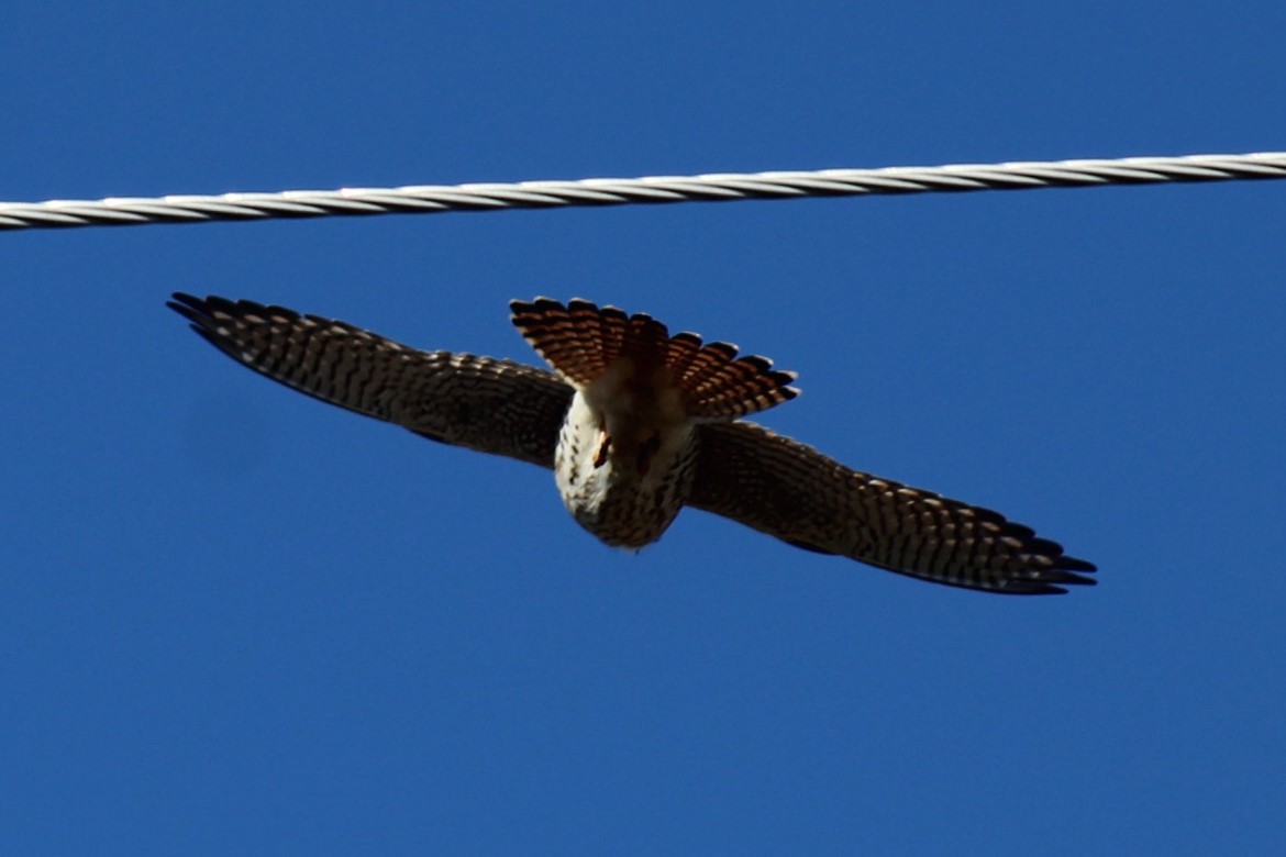 Боривітер американський - ML647873682