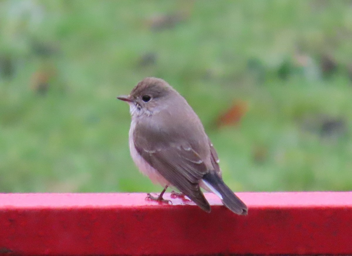 Мухоловка північна - ML647873683