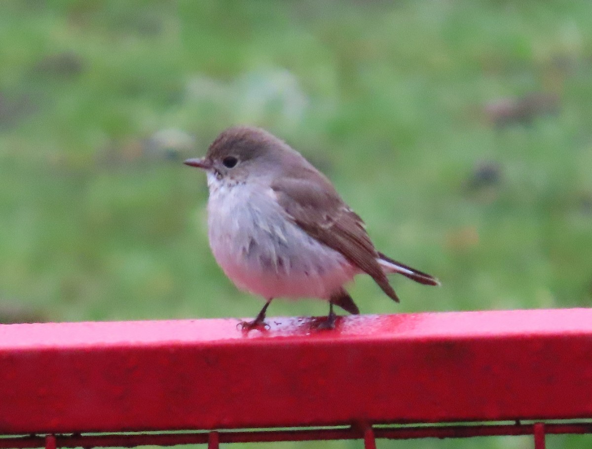 Мухоловка північна - ML647873684