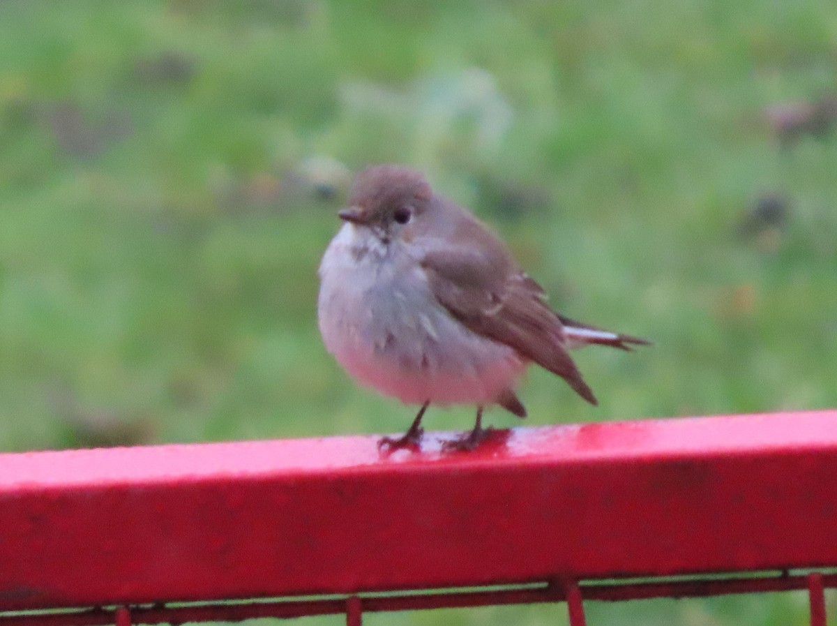 Мухоловка північна - ML647873685