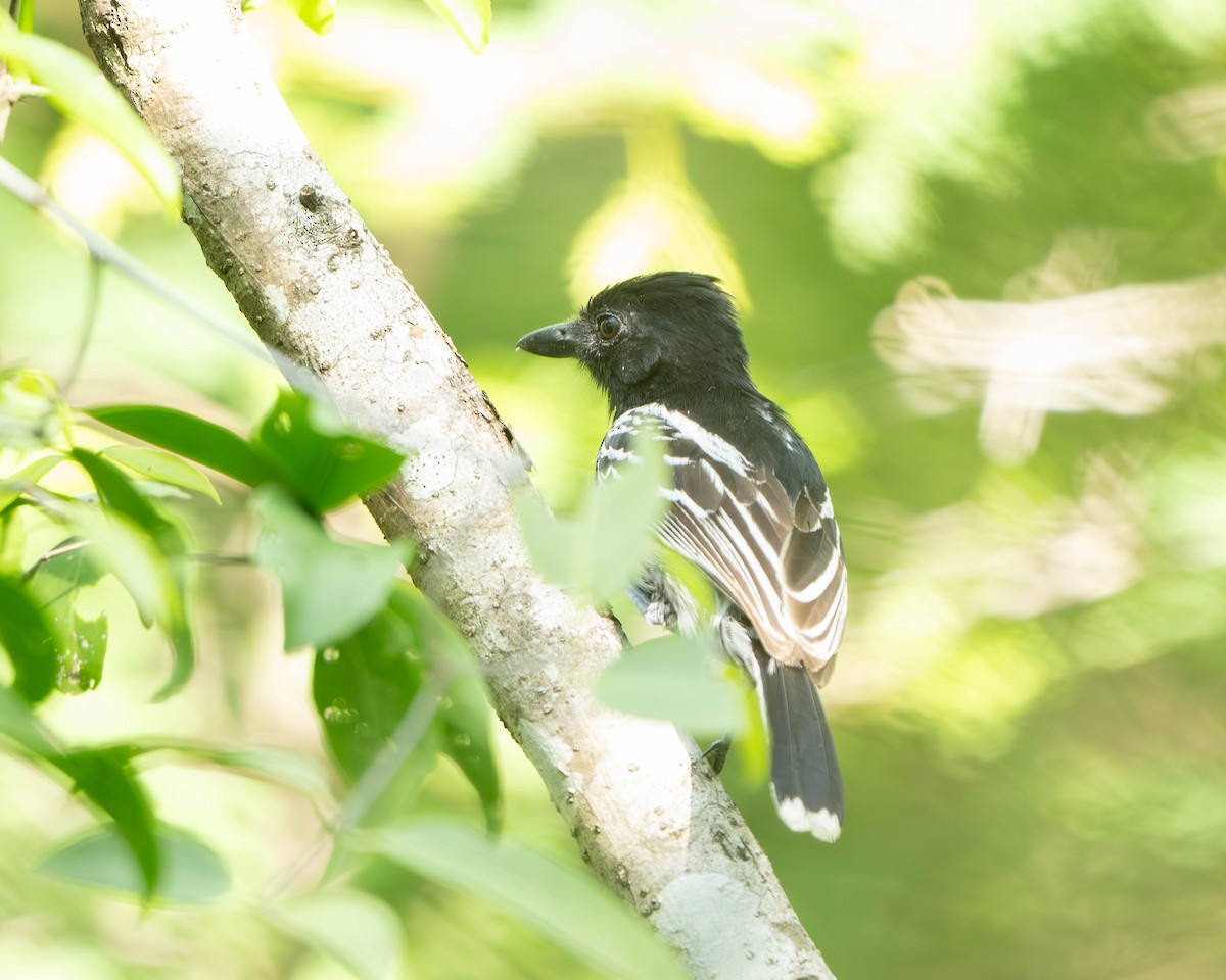 Сорокуш-малюк чорноволий - ML647873686