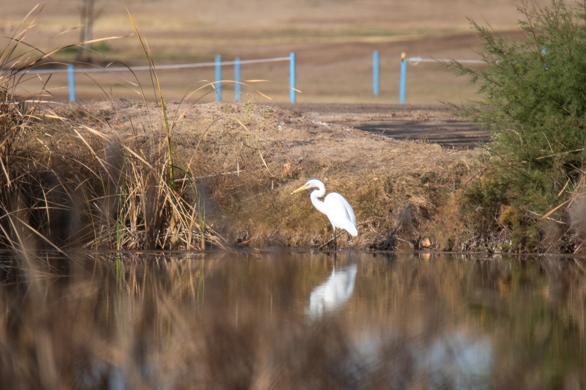 Чапля велика - ML647873688
