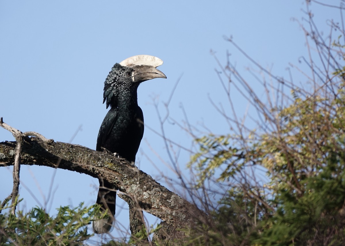 Silvery-cheeked Hornbill - ML647873689