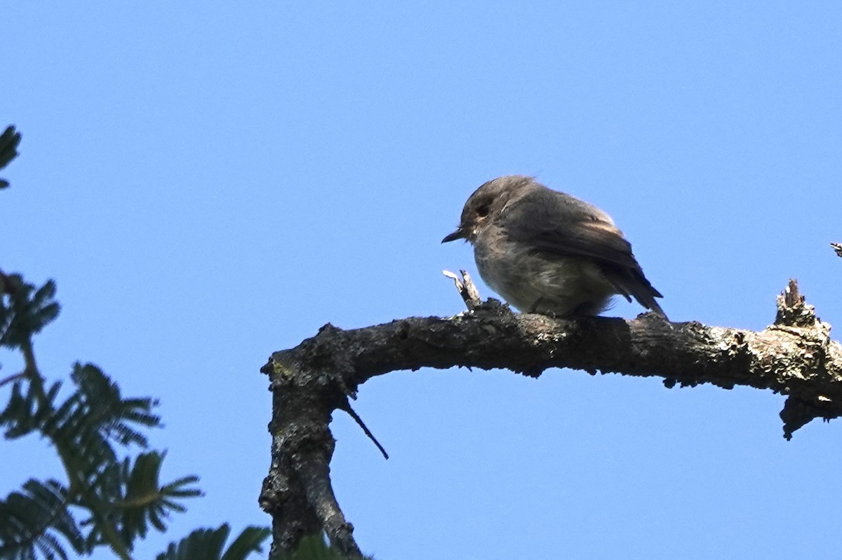 African Dusky Flycatcher - ML647873706