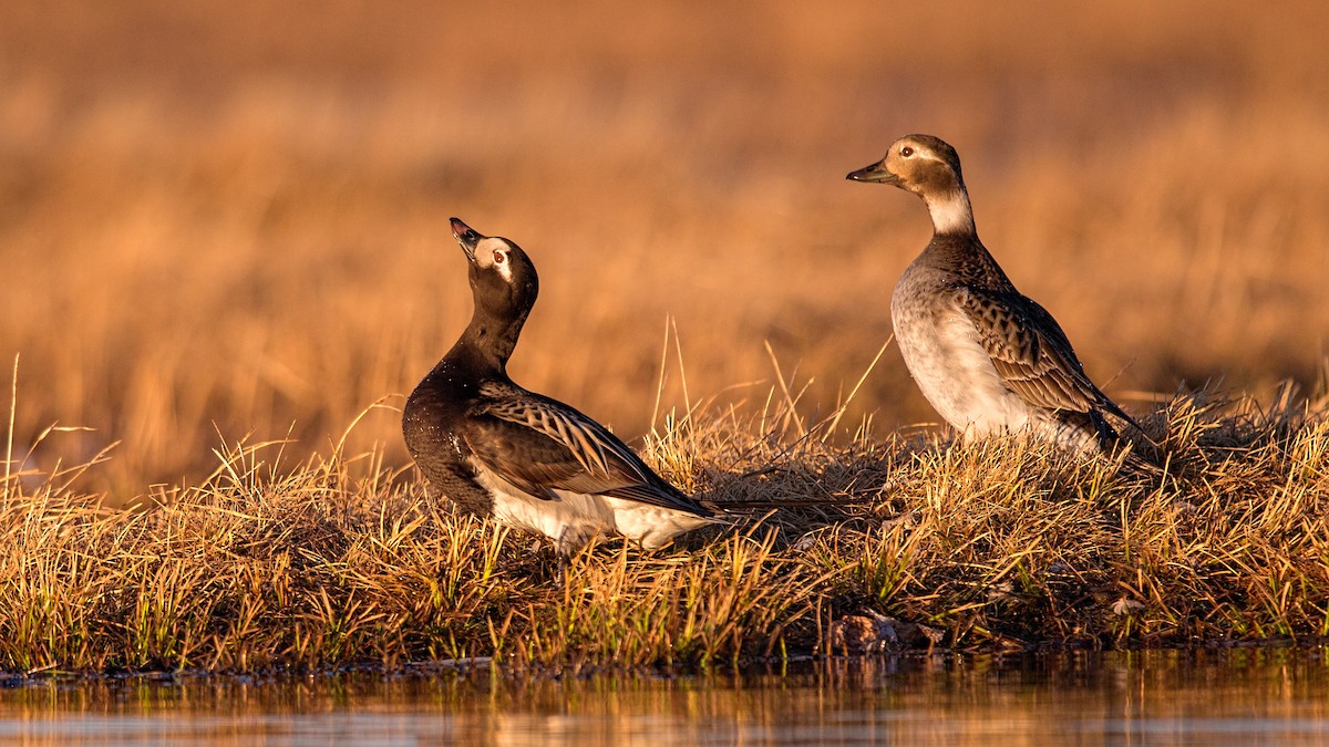 Long-tailed Duck - ML64787371