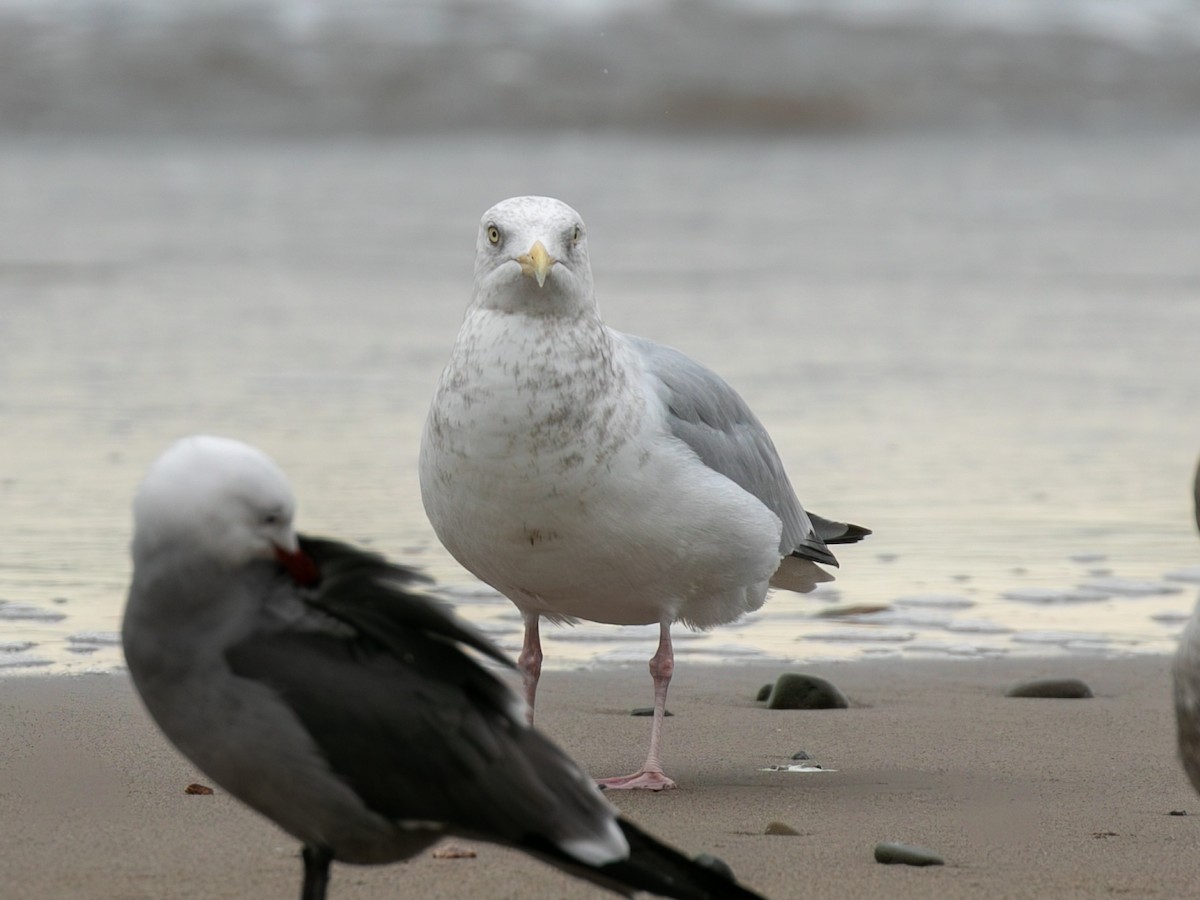 American Herring Gull - ML647873778