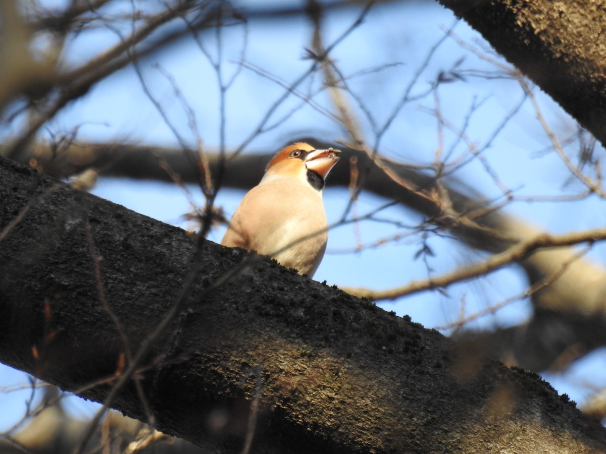 Hawfinch - ML647873785