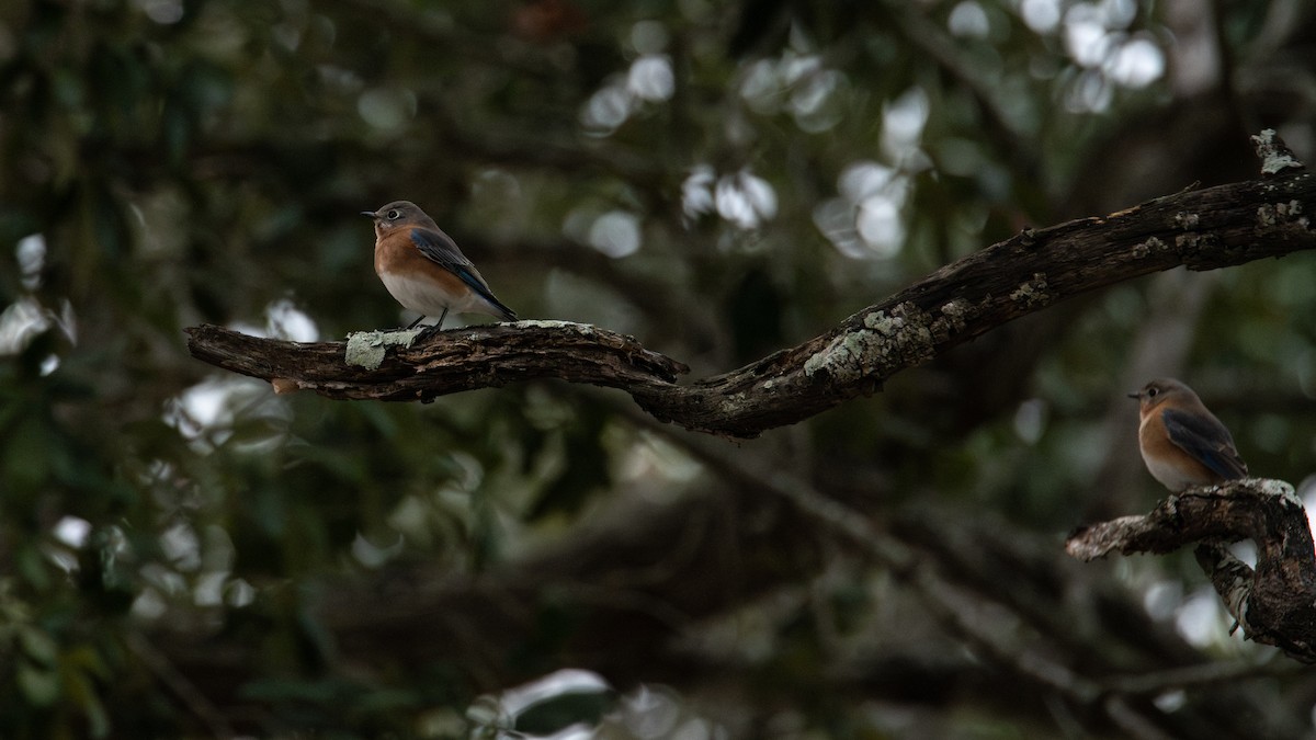 Eastern Bluebird - ML647873787