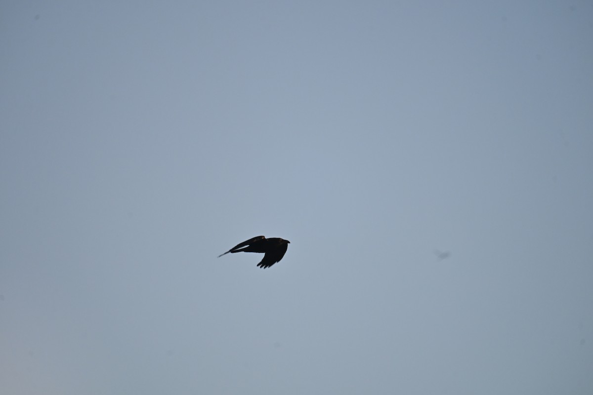 Common Raven - ML647873823