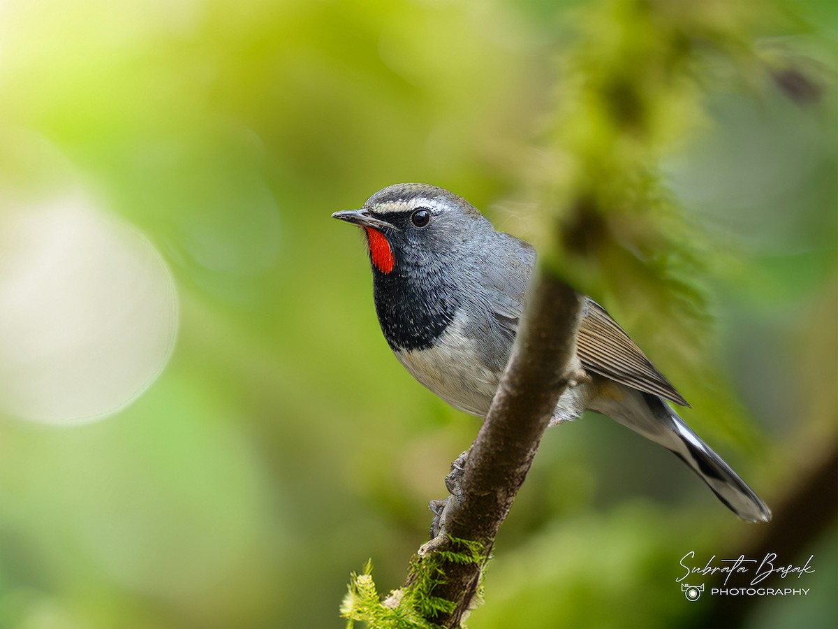 Himalayan Rubythroat - ML647873827