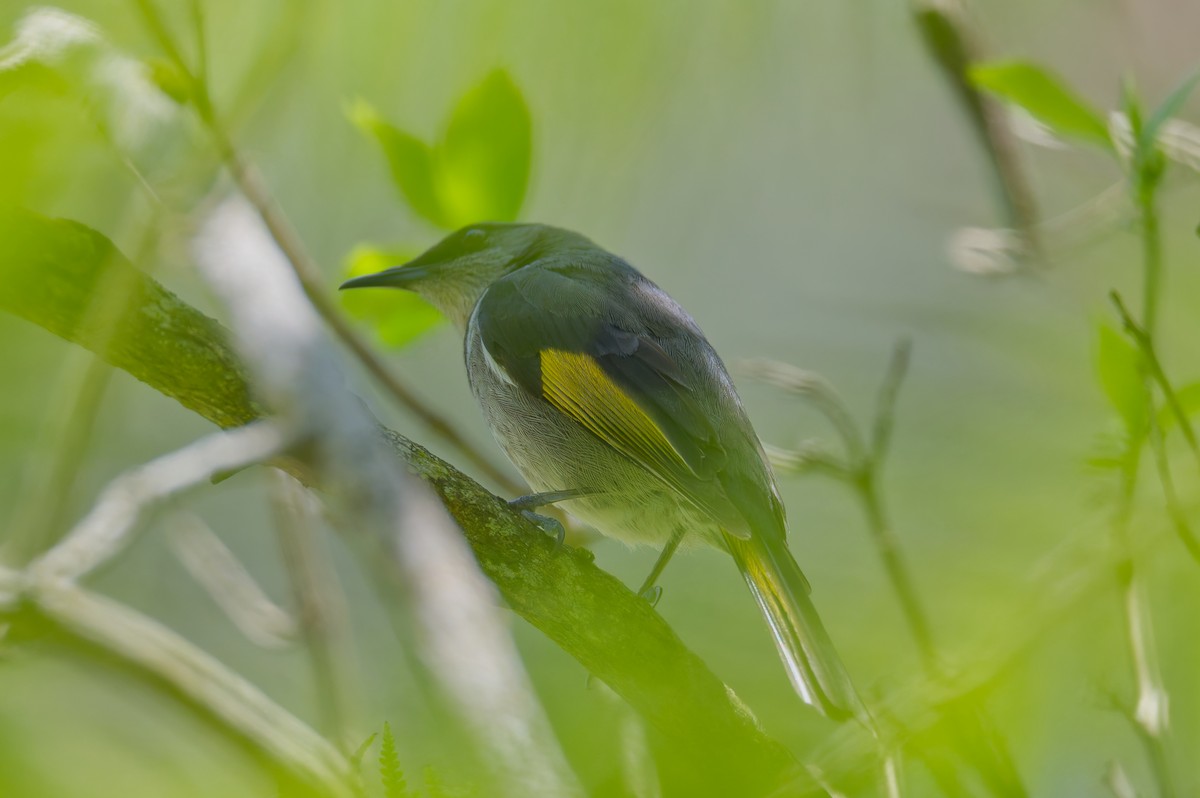Crescent Honeyeater - ML647873830