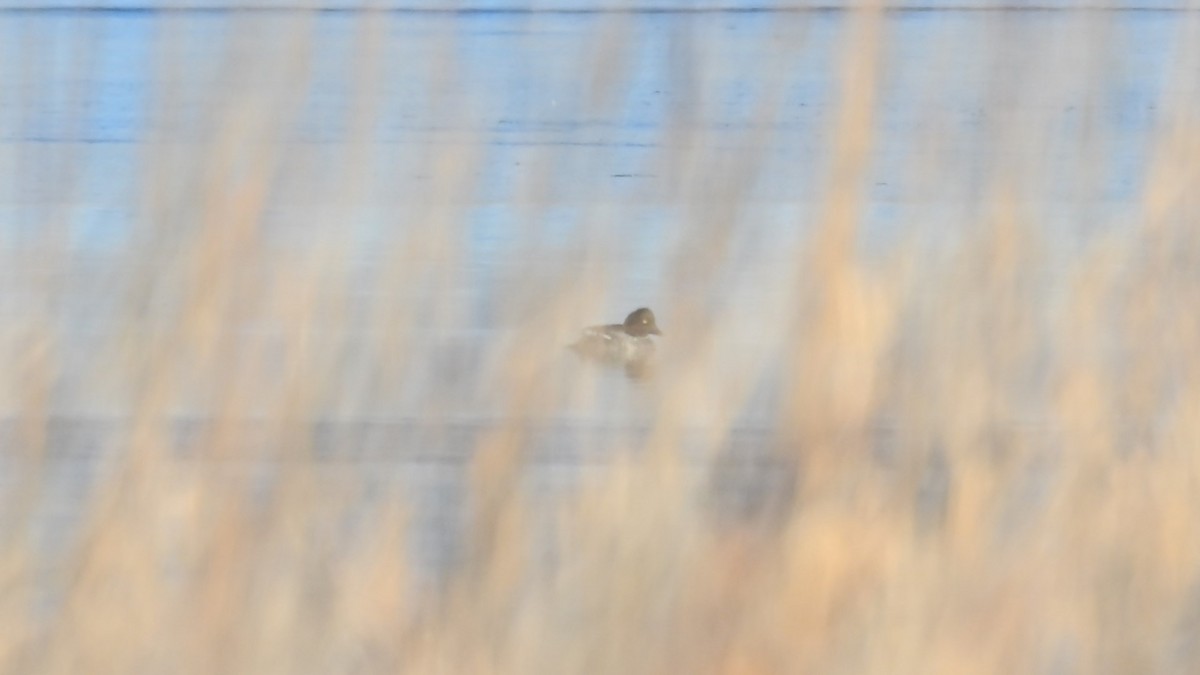 鵲鴨 - ML647873832