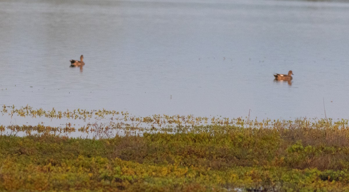 赤膀鴨 - ML647873833