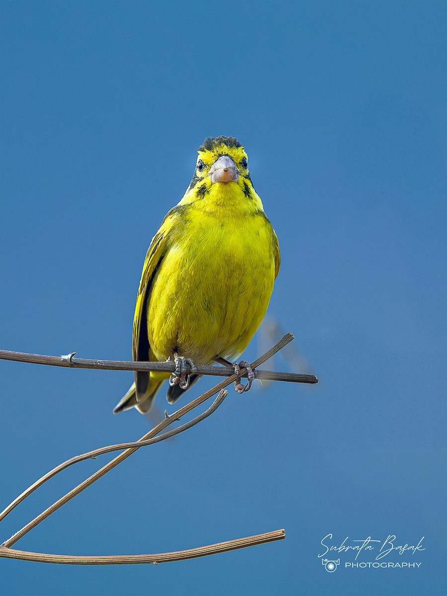Yellow-breasted Greenfinch - ML647873834