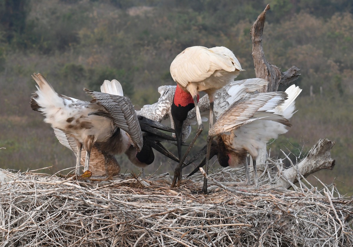 Jabiru - ML647873835