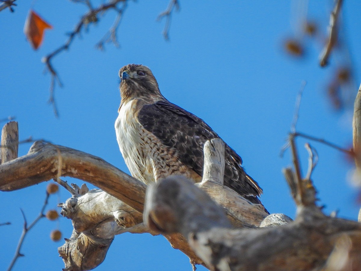 Red-tailed Hawk - ML647873836