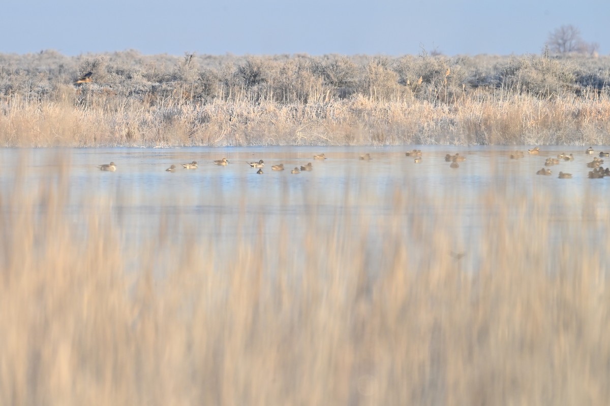 尖尾鴨 - ML647873837