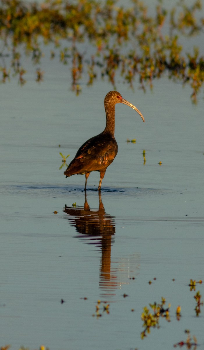 White-faced Ibis - ML647873838