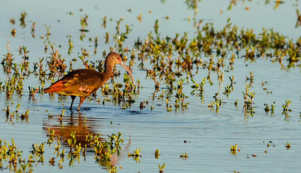 White-faced Ibis - ML647873839