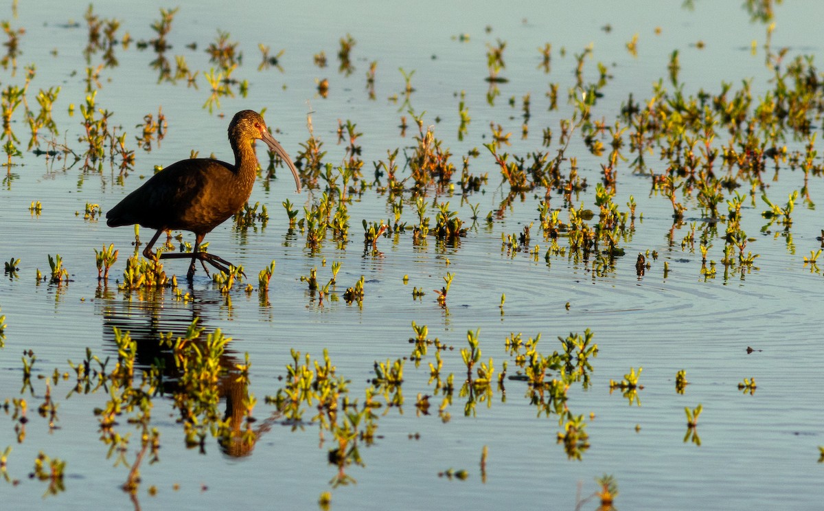 White-faced Ibis - ML647873840