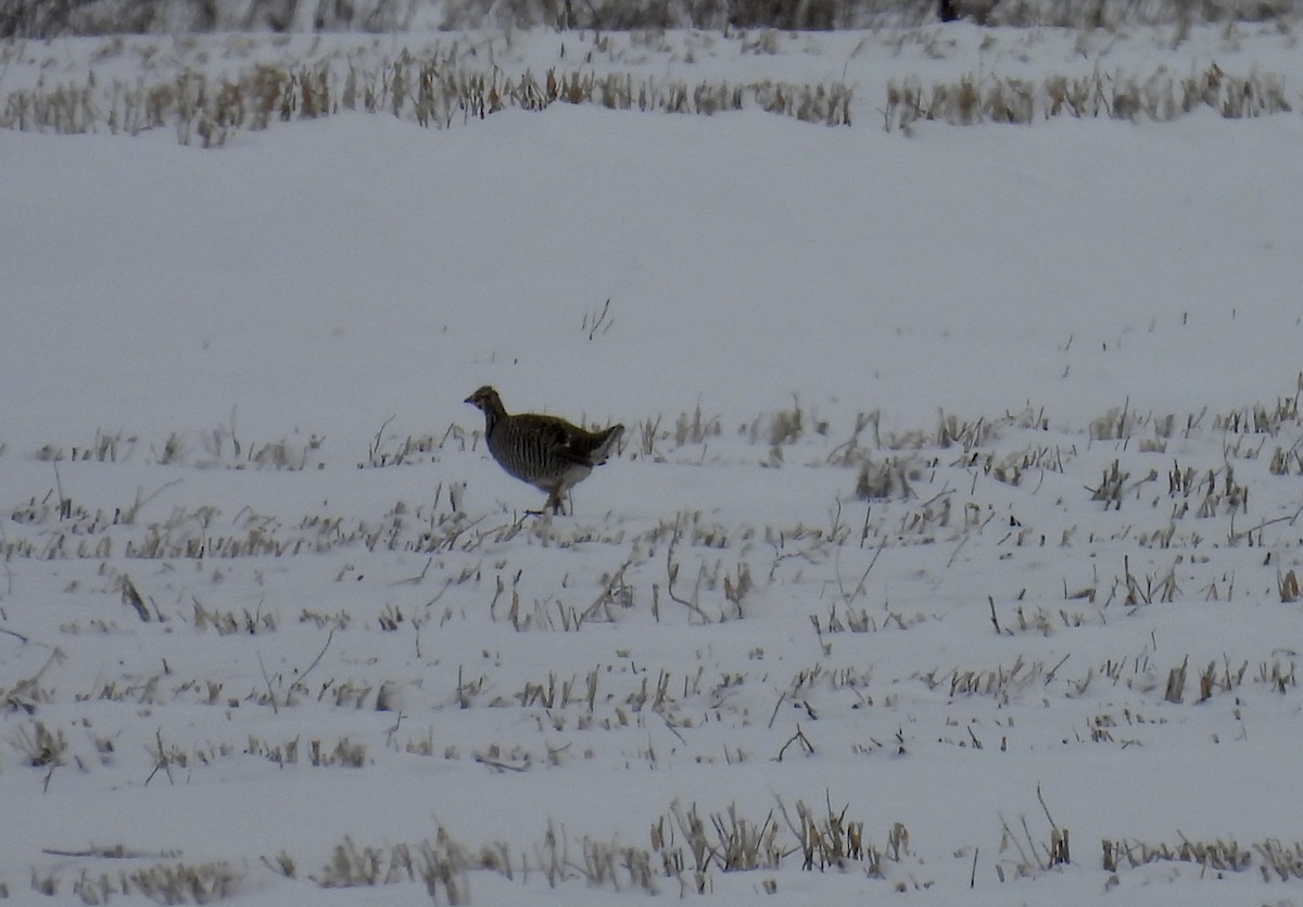 Greater Prairie-Chicken - ML647873841