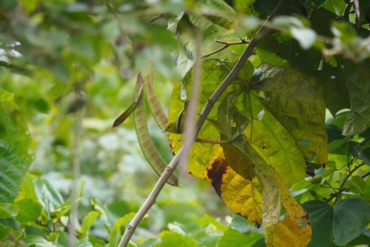 Common Iora - ML647873842