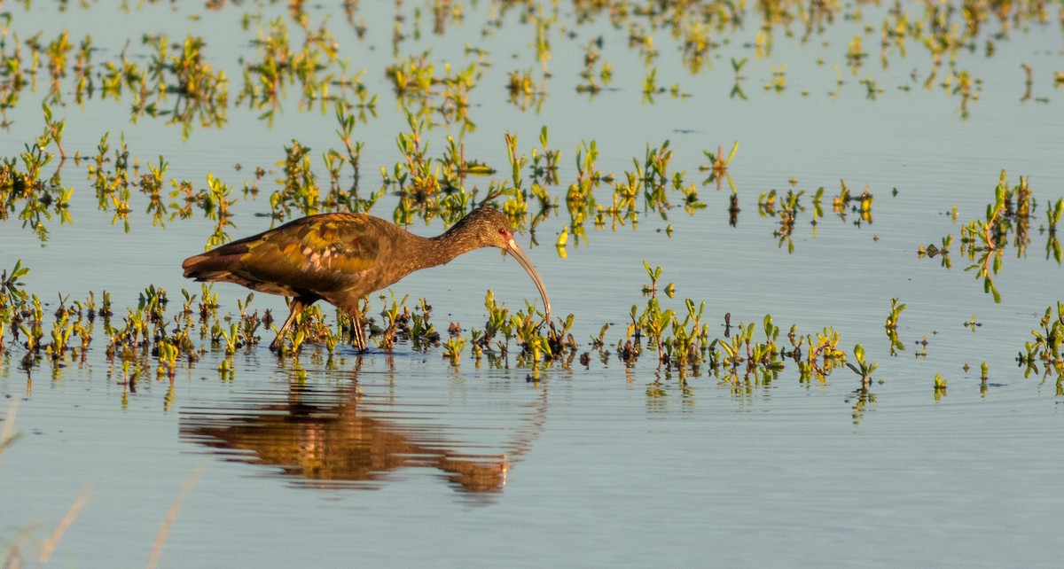 White-faced Ibis - ML647873849