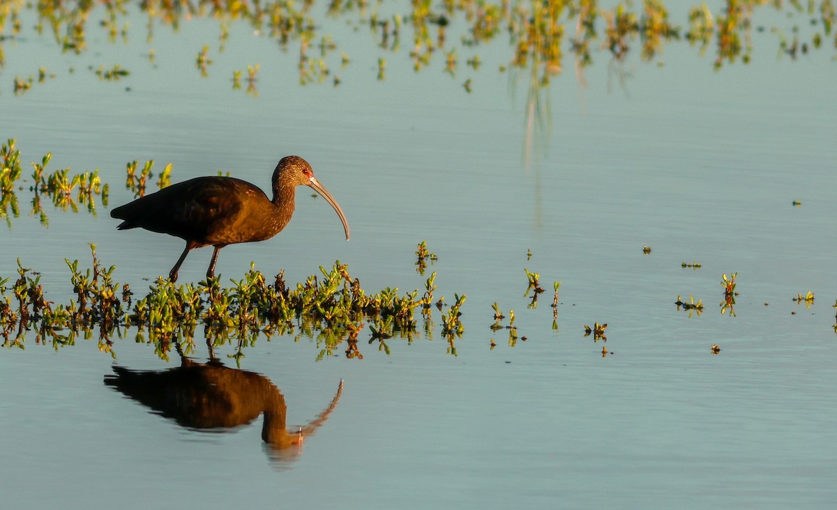 White-faced Ibis - ML647873850