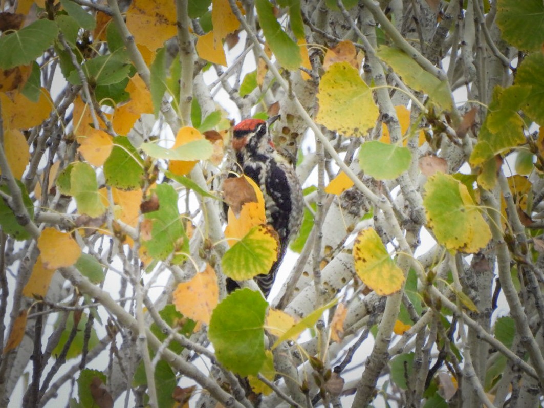 Red-naped Sapsucker - ML647873851
