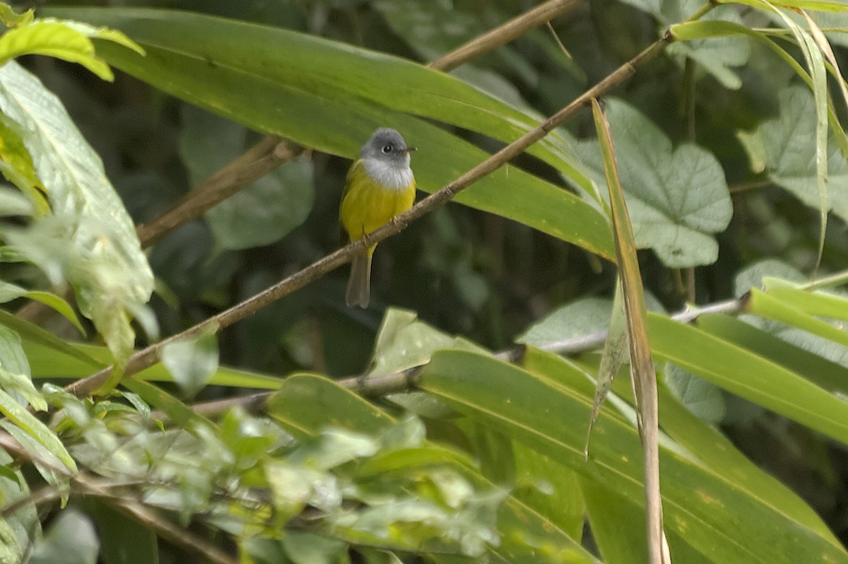 方尾鶲 - ML647873852