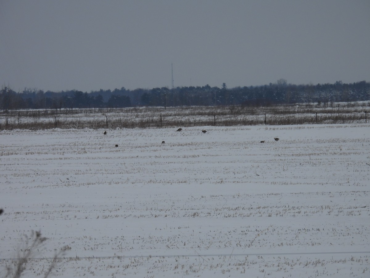Greater Prairie-Chicken - ML647873853
