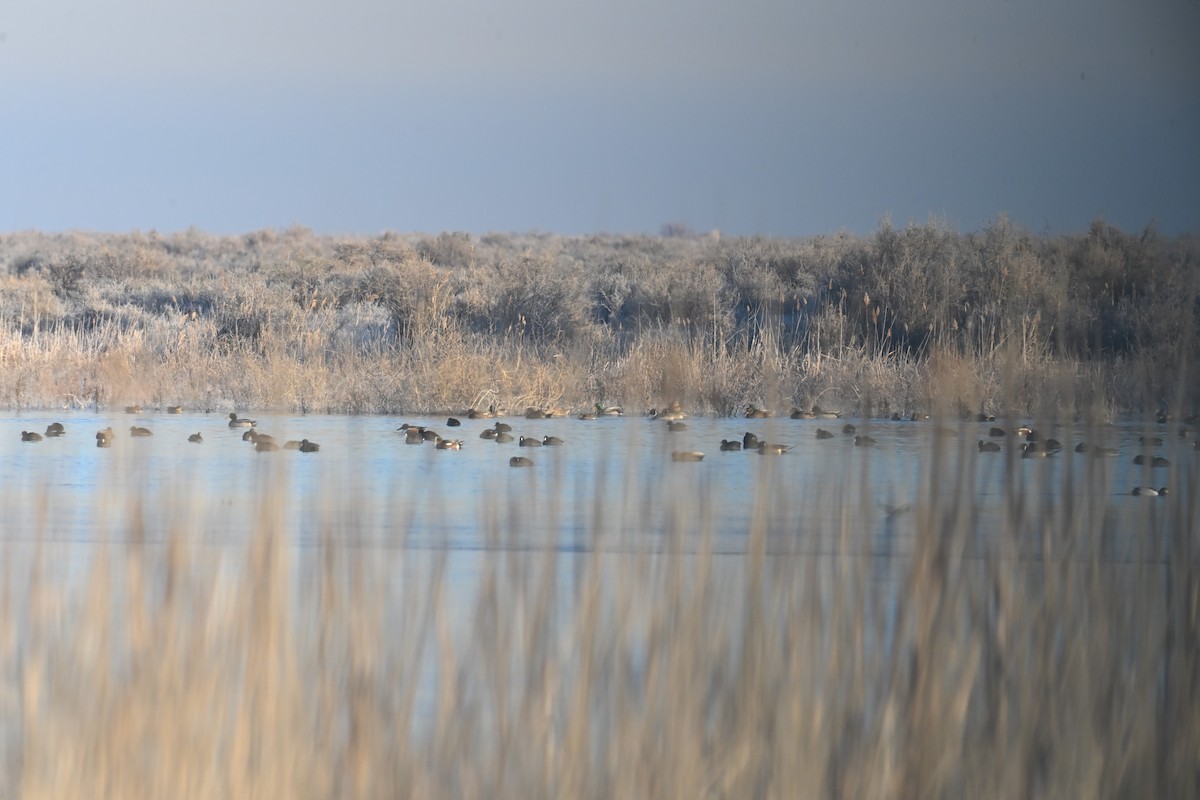 綠頭鴨 - ML647873854