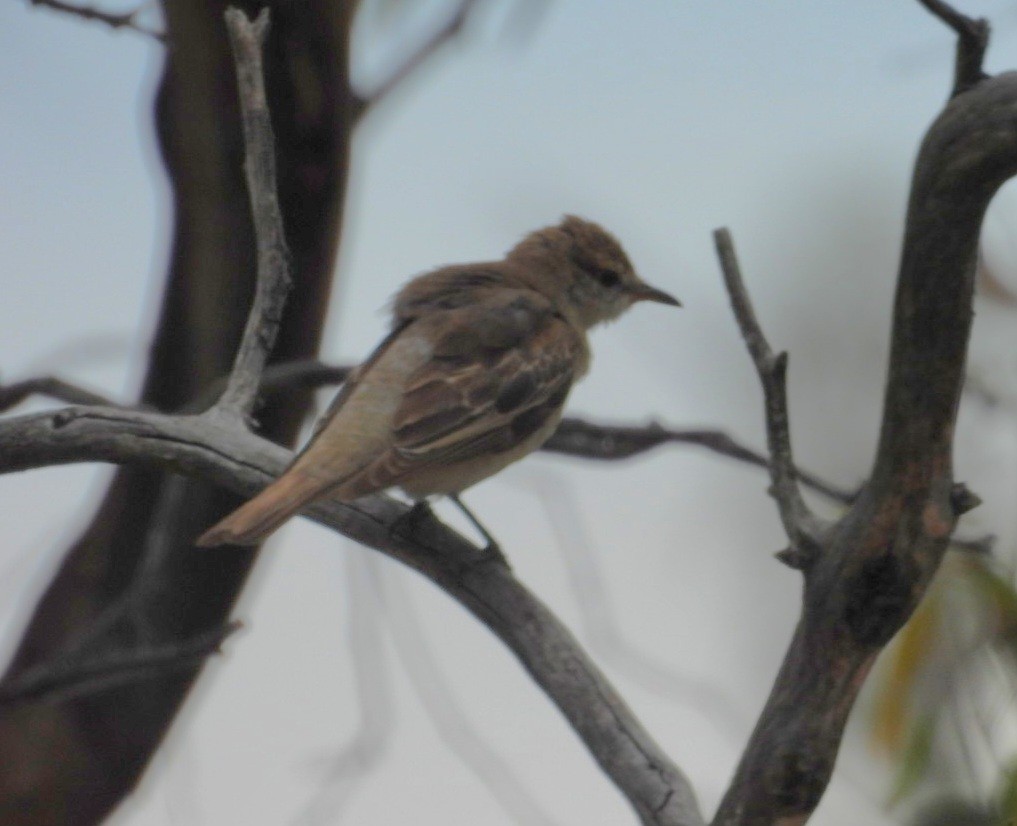 White-winged Triller - ML647873855