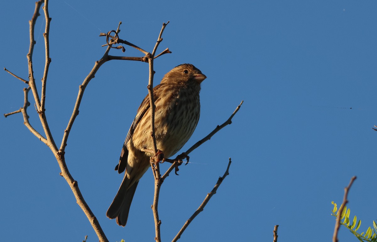 House Finch - ML647873856
