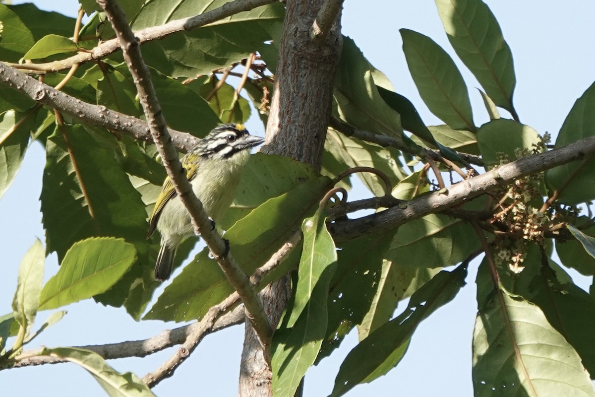 Yellow-fronted Tinkerbird - ML647873857
