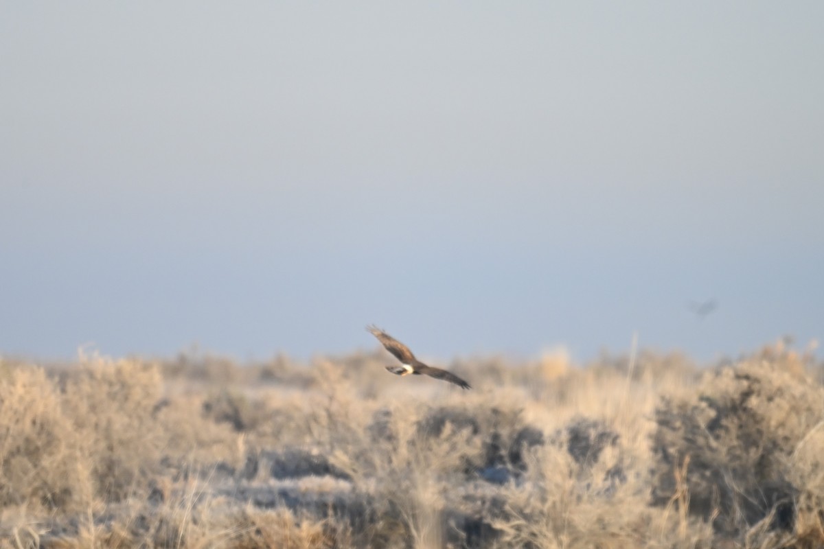 Northern Harrier - ML647873861