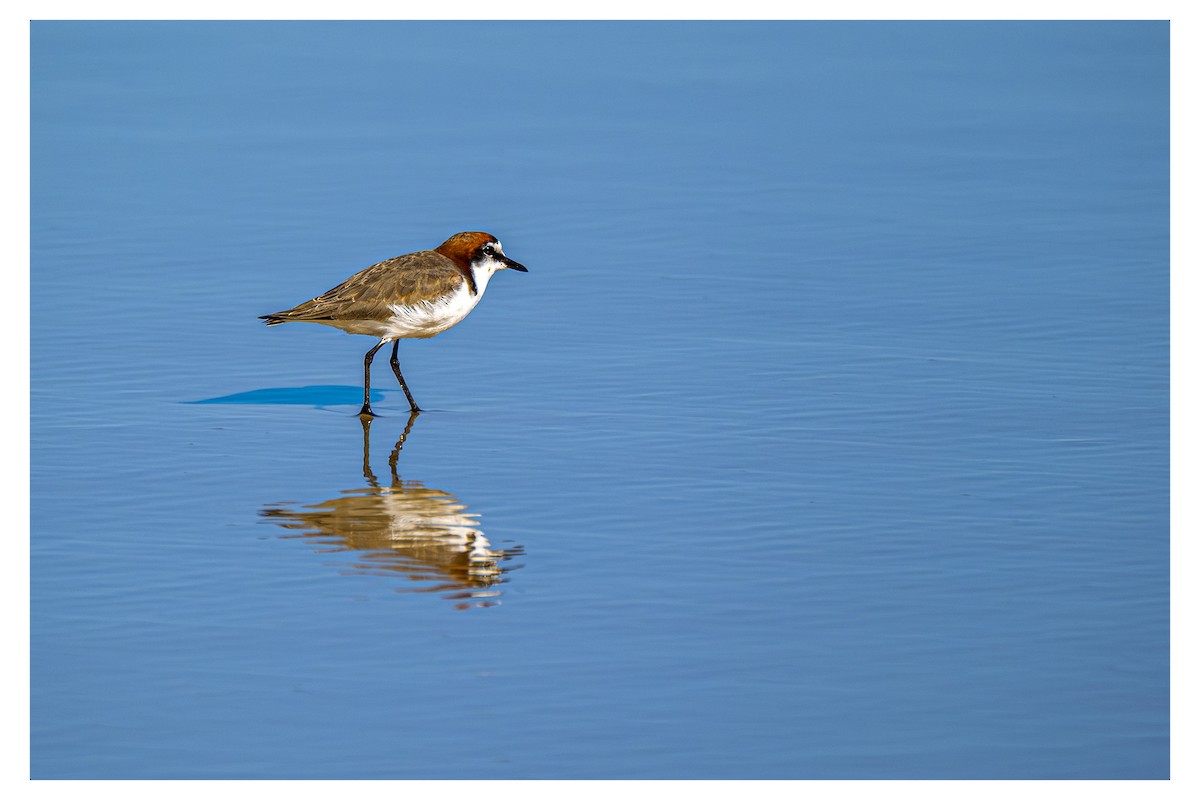 Red-capped Plover - ML647873862