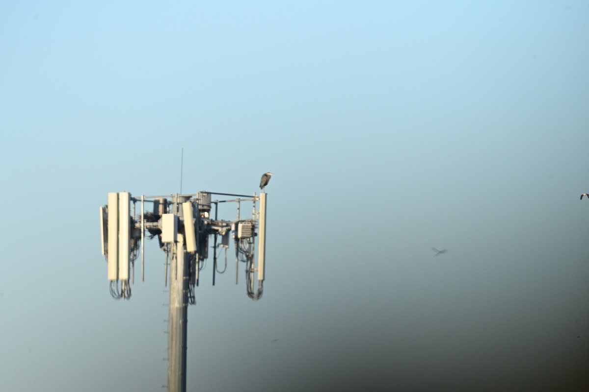 Great Blue Heron (Great Blue) - ML647873863