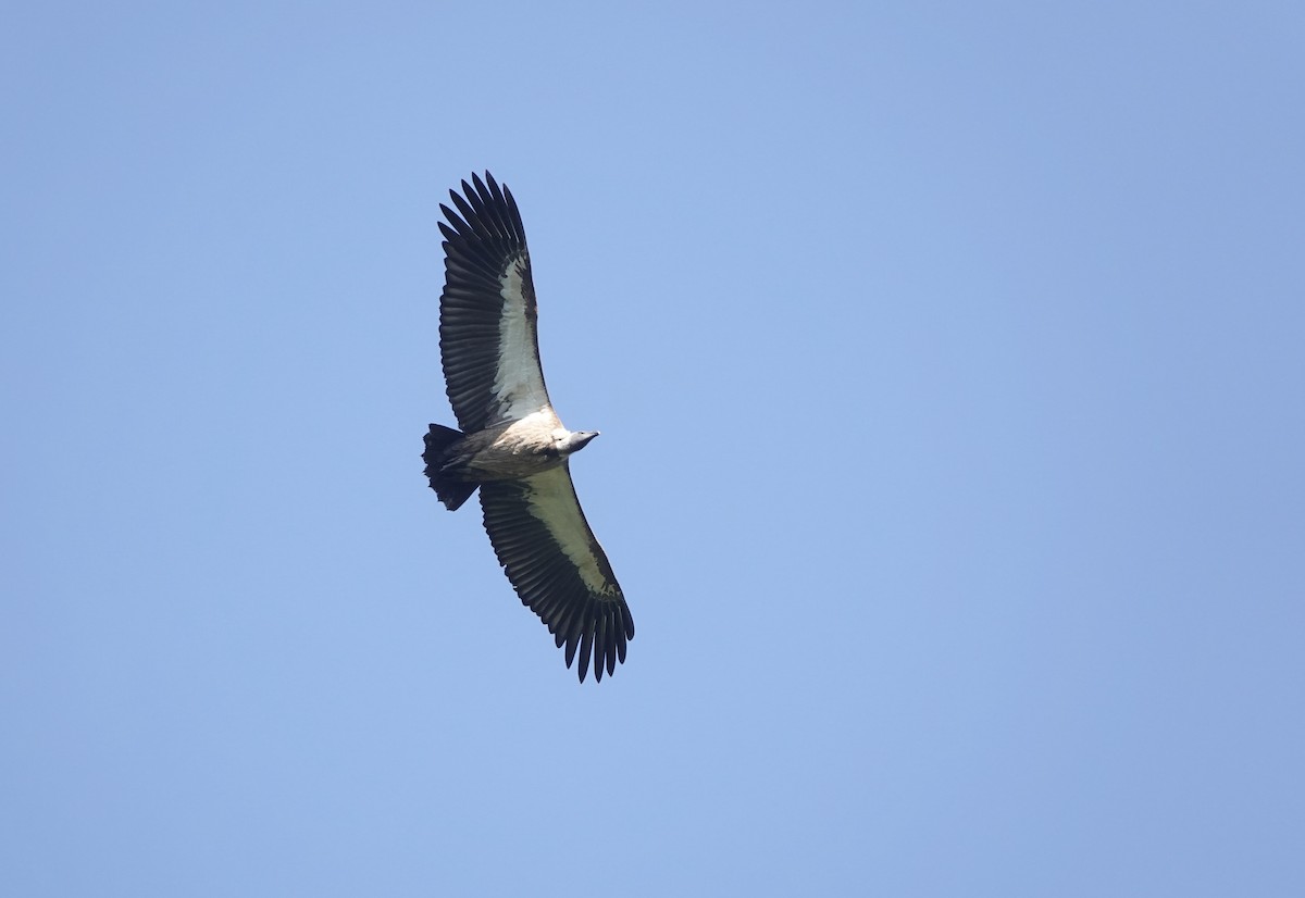 White-backed Vulture - ML647873864