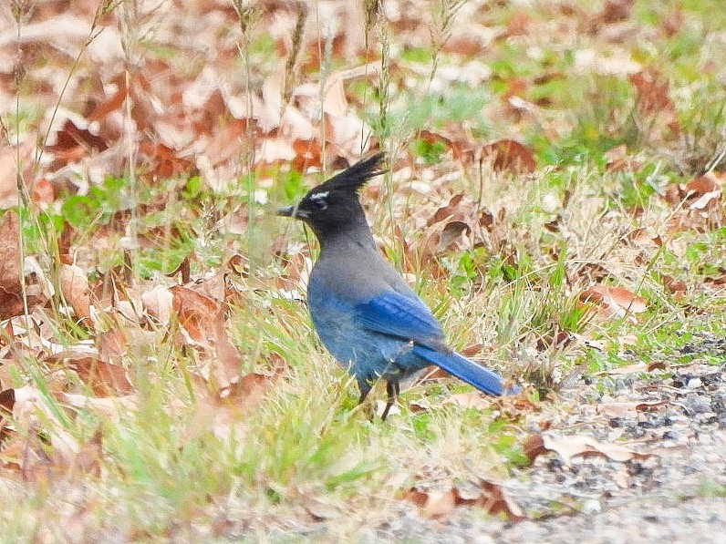 Steller's Jay - ML647873865