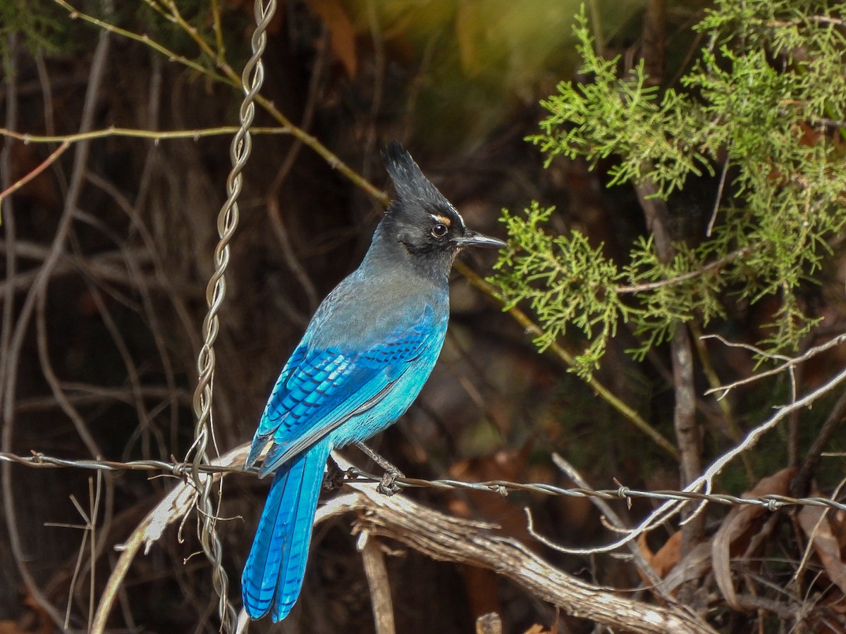 Steller's Jay - ML647873866