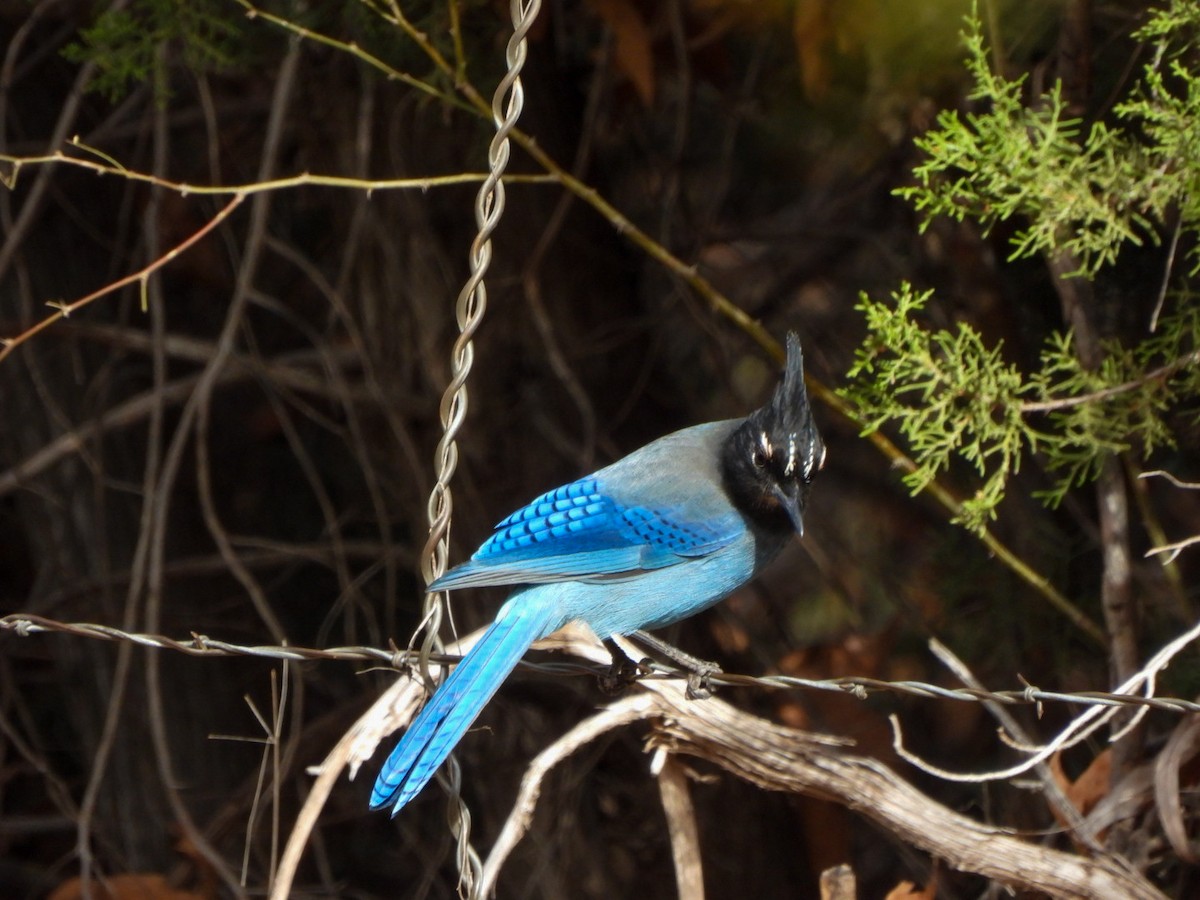 Steller's Jay - ML647873867